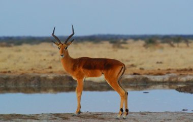 Africa’s Entrepreneurial Gazelles